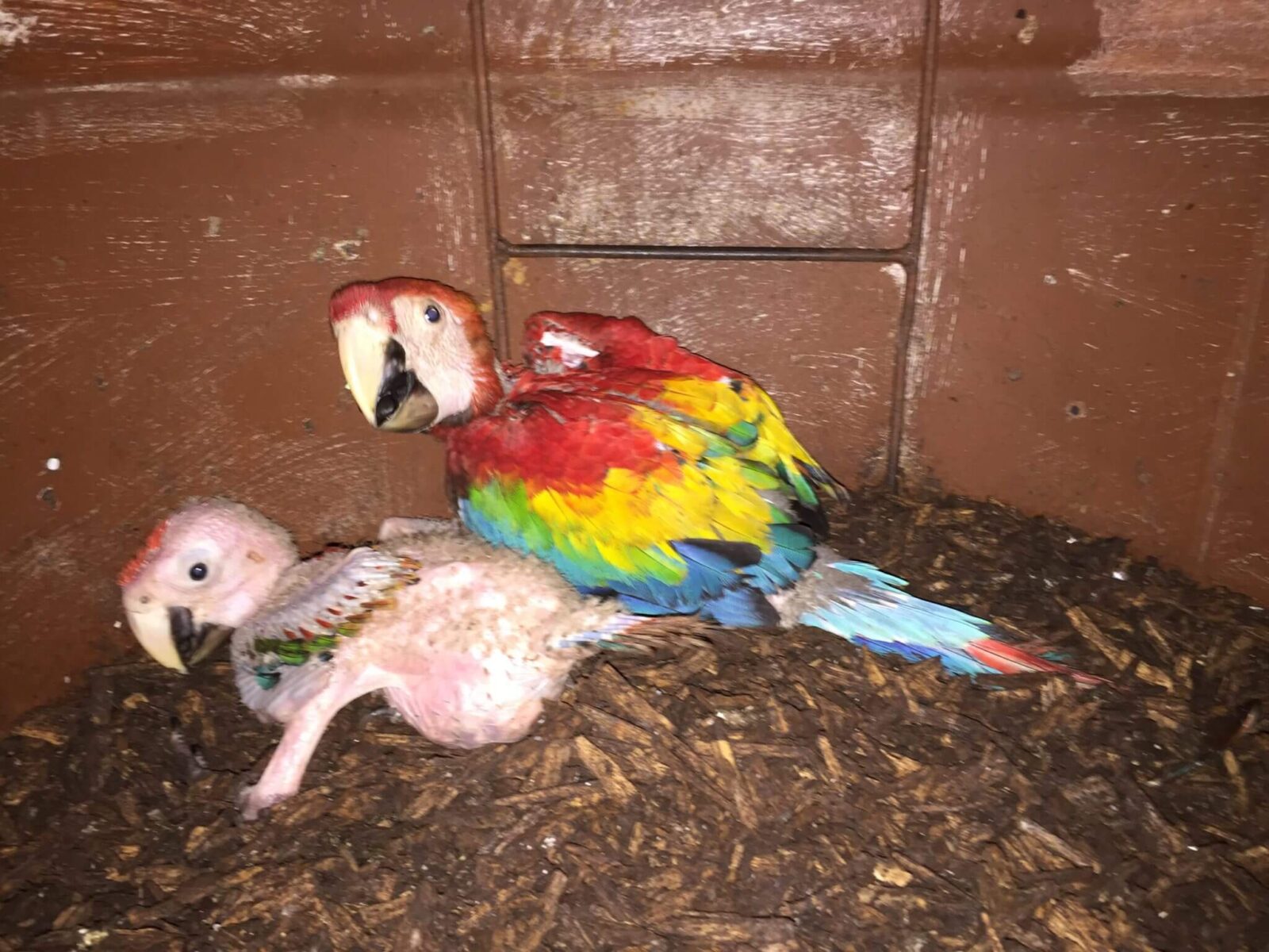 Paseo boca Mascotas Cría de guacamayos rojos en nidos artificiales (ara Macao) | NATUWA  Santuario de Animales Silvestres, Costa Rica