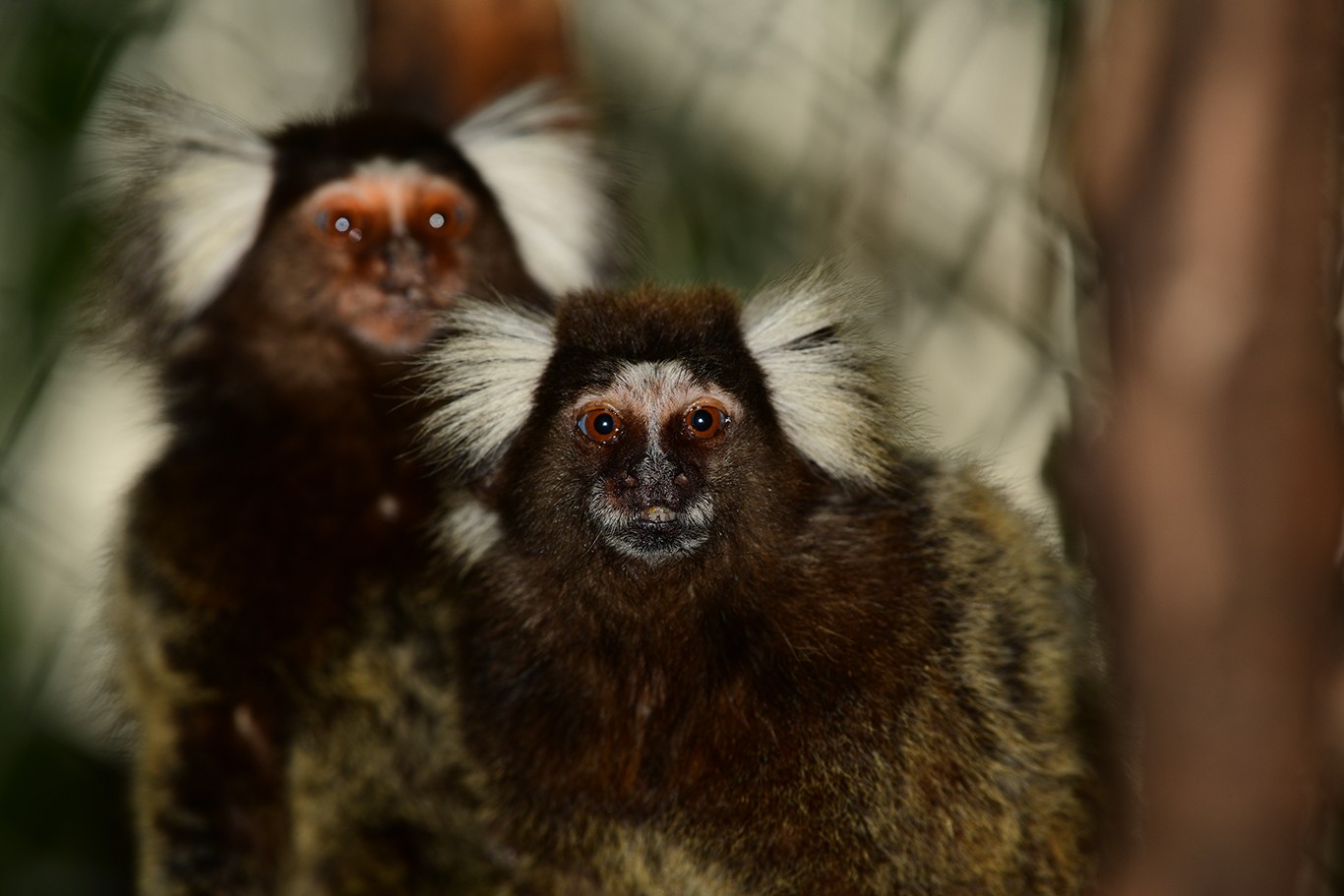 Marmoset monkey | NATUWA, Wildlife Sanctuary, Costa Rica