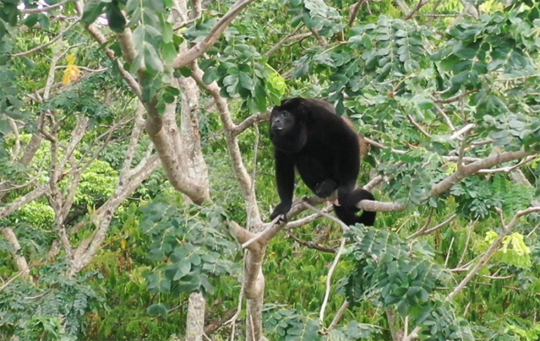 Lee más sobre el artículo El mono congo en Costa Rica